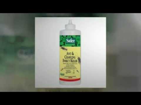 how to eliminate bed bugs on your own