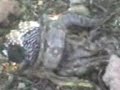 Ni en el Animal Planet, víbora comiendose un pájaro