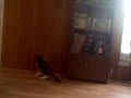110345.wmv