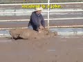 steers dragged at 2007 cheyenne prca rodeo