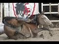 steers dragged at 2007 cheyenne prca rodeo