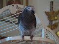 Best Laugh My African Grey Gave me today