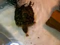 our turtle Mr. T eating grubs