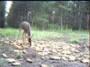 young buck young buck