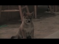 The cutest Shiba Inu puppy Joji
