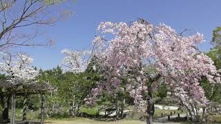 桜祭り２０２１　日本庭園