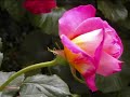 tema de amor :romeo juliet richard clayderman /ed susanalake
