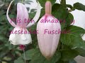 tema de amor :romeo juliet richard clayderman /ed susanalake