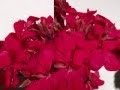 Tema de Amor :Romeo&Juliet-Richard Clayderman /Ed.Susanalake