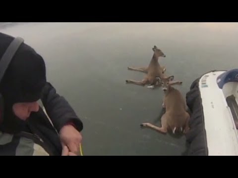 See three deer rescued from frozen lake with hovercrafts