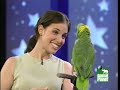 amazon parrot