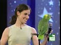 amazon parrot
