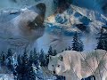 native american   the song of wolf