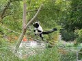 Philadelphia Zoo Lemur Island