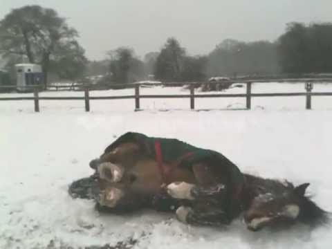 horses grand national