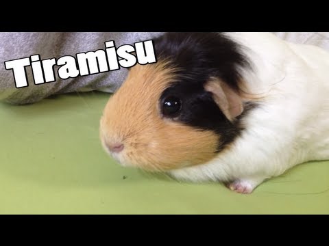 Meine 9 MEERSCHWEINCHEN - Kleines Update