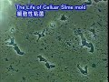 ??????????????????2?The Life of Cellular Slime moid ??????????????????2?The Life of Cellular Slime moid