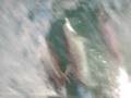 videos de Galapagos Dolphins