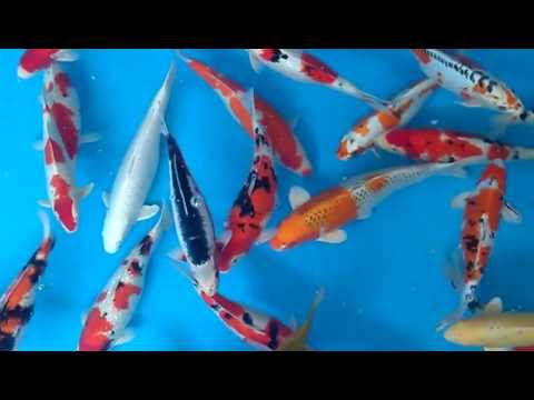 Hand Picked Koi from Madan Koi