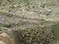 Mudslide