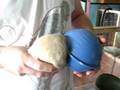 videos de stuffarat2.avi