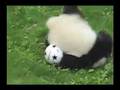 OMG it's so cute! - baby panda playing