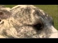 Dogs 101: Whippet