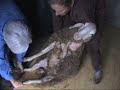 True Vineyard Ministries - Sheep Shearing in Rwanda - 1