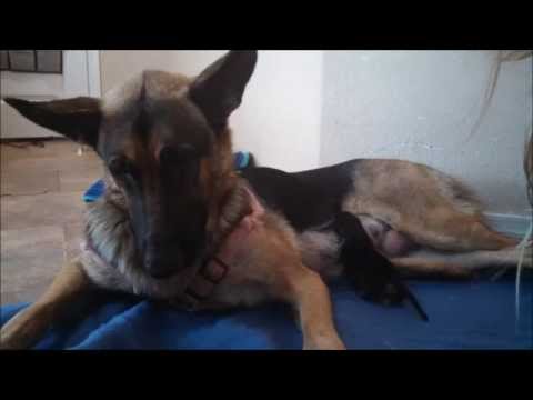 how to care german shepherd puppy