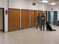 Canis Sapiens students practice canine good citizen test