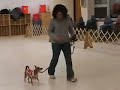 Canis Sapiens students practice canine good citizen test