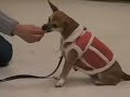 Canis Sapiens students practice canine good citizen test
