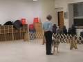 Canis Sapiens students practice canine good citizen test