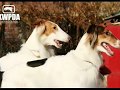 Borzoi video