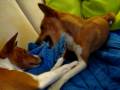 Basenji