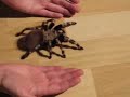 Nhandu Chromatus