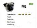 Breed All About It - Pug