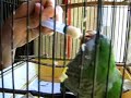 otra cotorra comiendo con jeringa