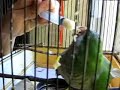 otra cotorra comiendo con jeringa