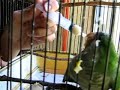 otra cotorra comiendo con jeringa