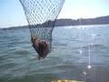 Mando Big Catfish