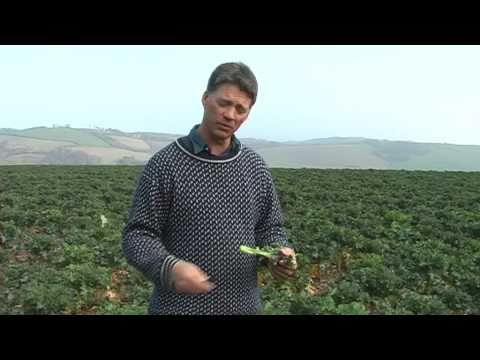 how to grow purple sprouting broccoli uk