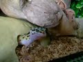 Minty-The-Leopard-Ge