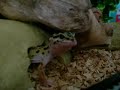 Minty-The-Leopard-Ge