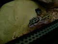 Minty-The-Leopard-Ge