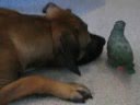 boerboel