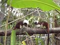 the cotton-tops are discovering the great outdoors, getting a taste of the new, larger life that is now theirs - and reminding us why we do what we do!