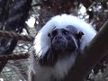 Tamarin Town: From Research to Retirement
