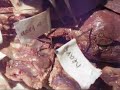 Cat Dissection - Thymus
