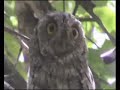 African Scops Owl African Scops Owl